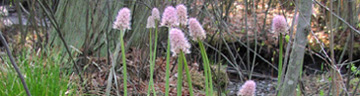 Swamp-pink, Helonias bullata blooms in April and May and is an endangered plant that still thrives in the Pinelands.